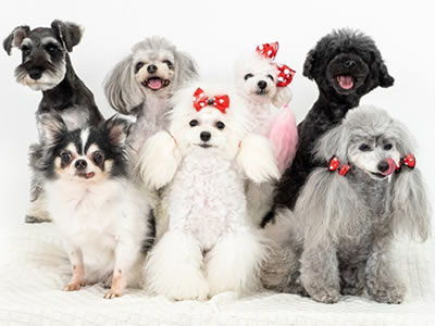 ペットサロンプルート